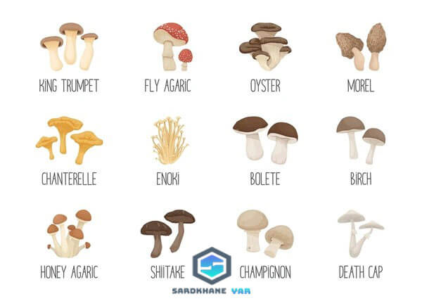 انواع قارچ خوراکی 